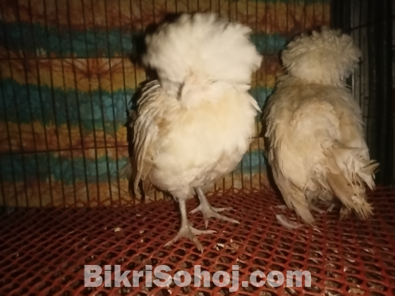 পুলিশ ক্যাপ